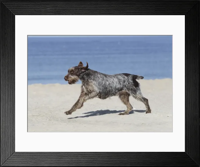 Framed Print : Dog - Korthal Griffon - on beach running Framed Print : Dog - Korthal Griffon - on beach running