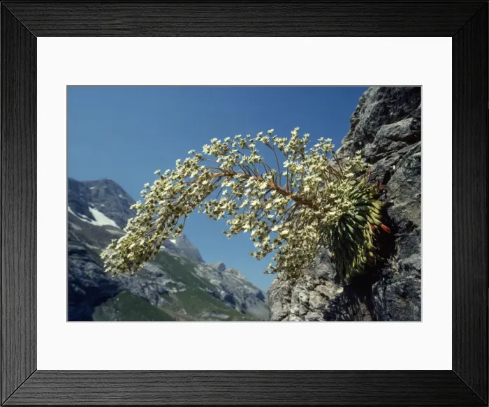 Framed Print : Pyrenean Saxifrage - endemic, Pyrenees / Gavarnie Framed Print : Pyrenean Saxifrage - endemic, Pyrenees / Gavarnie