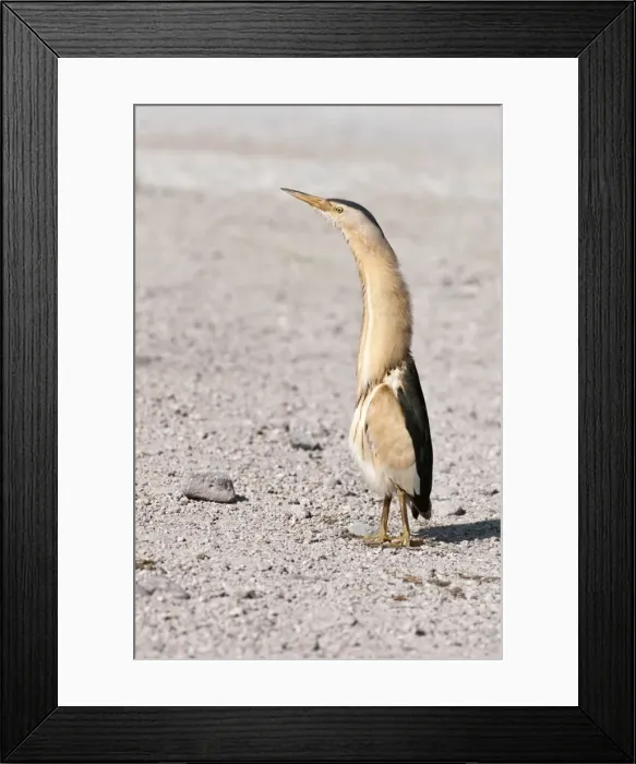 Framed Print : Little Bittern - male standing on road - necked stretched up - Lesvos Framed Print : Little Bittern - male standing on road - necked stretched up - Lesvos