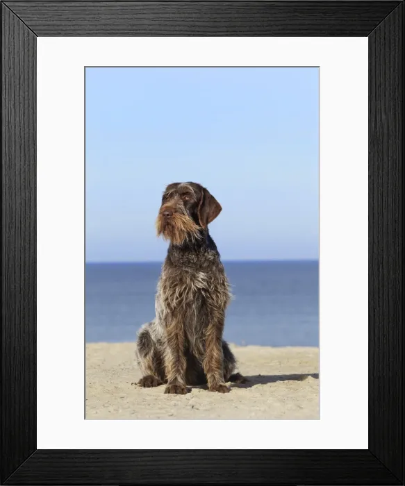Framed Print : Dog - Korthal Griffon - on beach