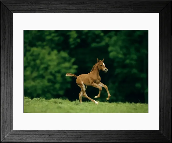 Framed Print : Horse - Pure-bred Arab foal, frolicking, France JPF53069 Framed Print : Horse - Pure-bred Arab foal, frolicking, France JPF53069