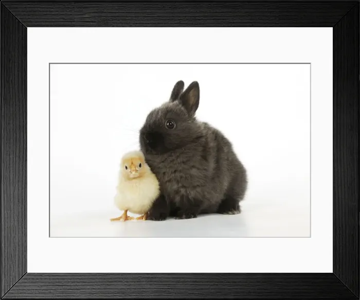 Framed Print : RABBIT. Chick standing next to rabbit Framed Print : RABBIT. Chick standing next to rabbit