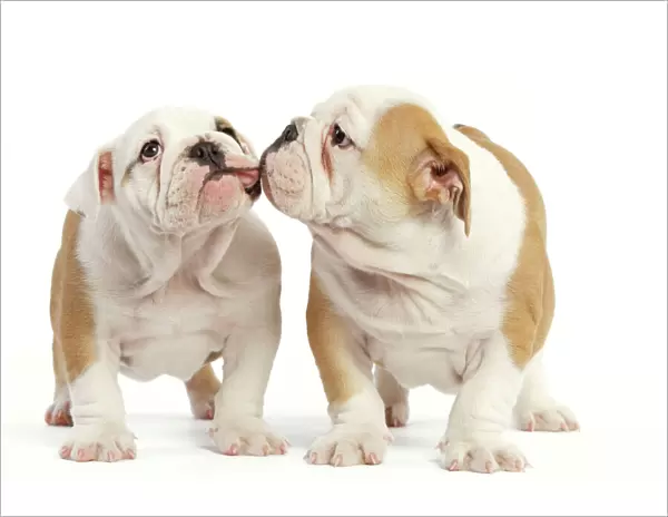English Bulldog - two puppies kissing