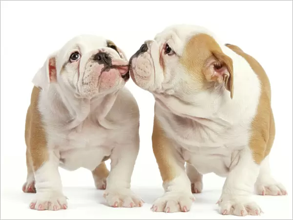 English Bulldog - two puppies kissing