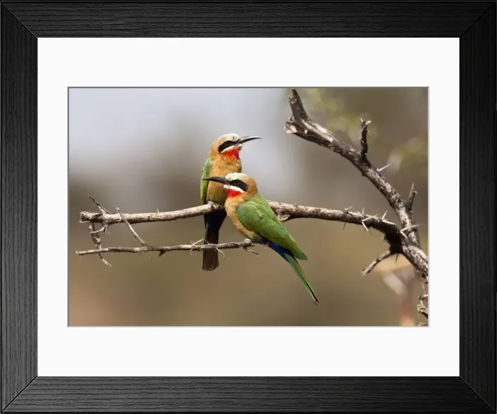 Framed Print : White-fronted Bee-eater - pair on branch - Mashatu Game Reserve - Botswana Framed Print : White-fronted Bee-eater - pair on branch - Mashatu Game Reserve - Botswana