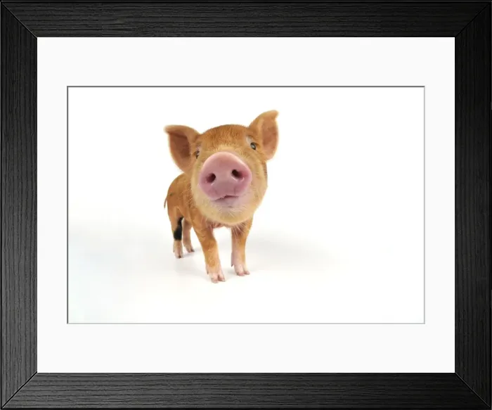 Framed Print : Pig. Kune Kune piglet on white background Framed Print : Pig. Kune Kune piglet on white background