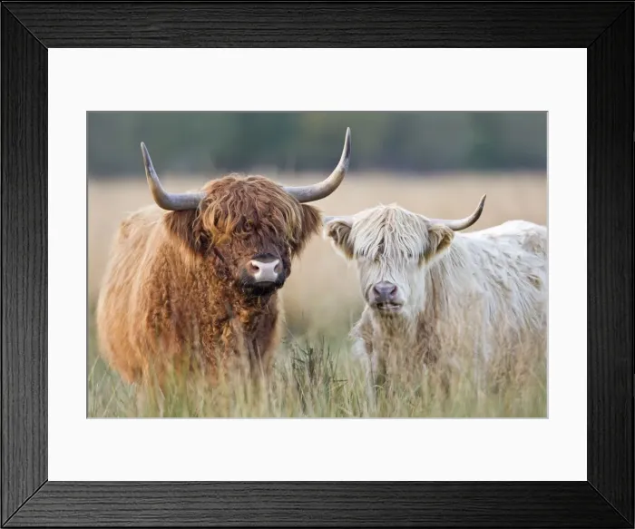 Framed Print : Highland Cattle - Norfolk grazing marsh - UK Framed Print : Highland Cattle - Norfolk grazing marsh - UK