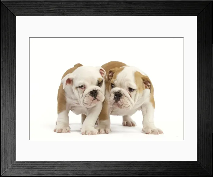 Framed Print : English Bulldog - two puppies Framed Print : English Bulldog - two puppies
