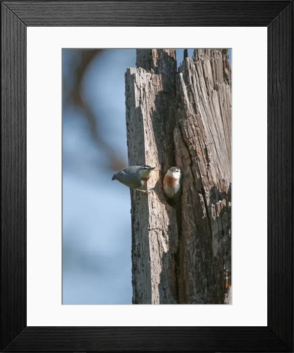 Framed Print : Kruper's Nuthatch - Pair at nest in tree hole - Lesvos Framed Print : Kruper's Nuthatch - Pair at nest in tree hole - Lesvos
