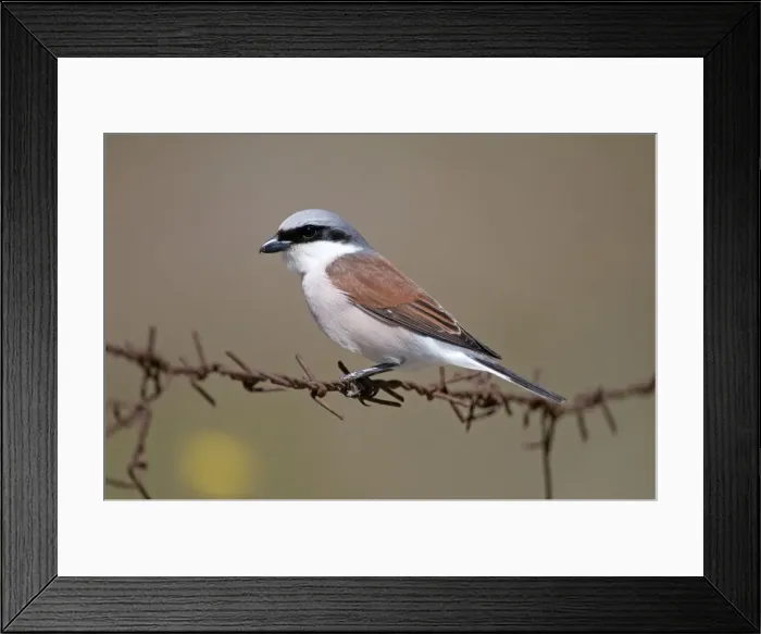 Framed Print : Red- backed Shrike - male perched on barbed wire - Lesvos Framed Print : Red- backed Shrike - male perched on barbed wire - Lesvos