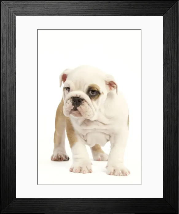 Framed Print : English Bulldog Framed Print : English Bulldog