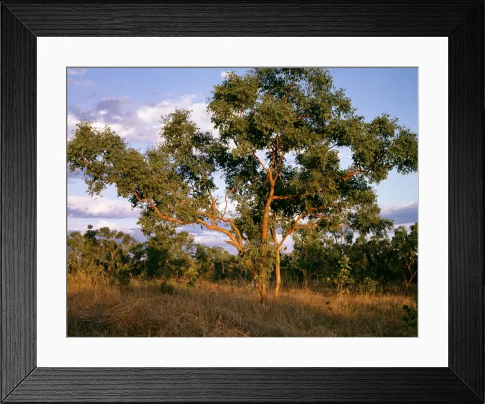 Framed Print : Salmon Gum - Katherine area, Northern Territory, Australia, NT Australia JPF52217 Framed Print : Salmon Gum - Katherine area, Northern Territory, Australia, NT Australia JPF52217