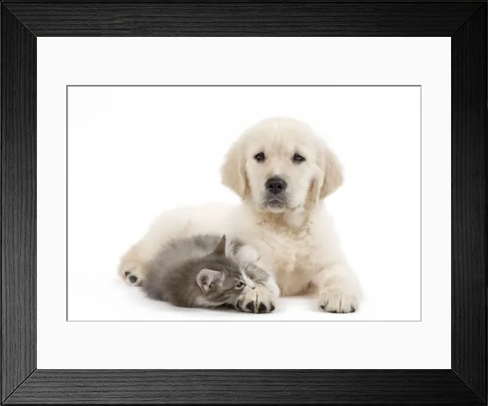 Framed Print : Dog - Golden Retriever puppy in studio with kitten Framed Print : Dog - Golden Retriever puppy in studio with kitten