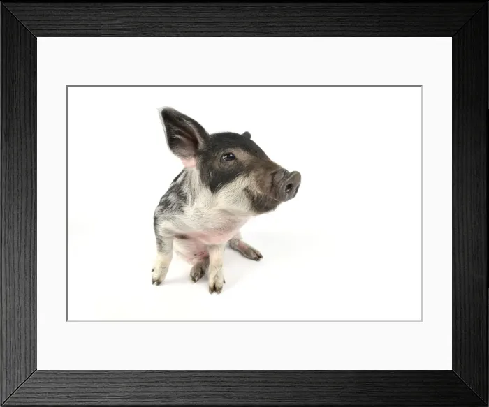Framed Print : Pig. Mangalitza piglet on white background Framed Print : Pig. Mangalitza piglet on white background