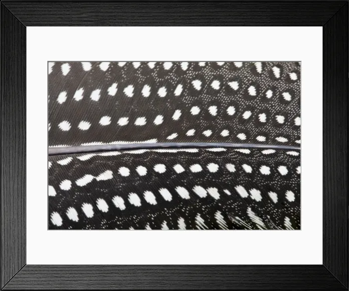 Framed Print : Guinea Fowl - close-up of feather - Wiltshire - England - UK Framed Print : Guinea Fowl - close-up of feather - Wiltshire - England - UK