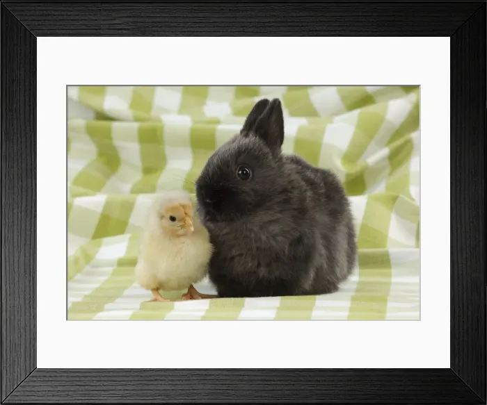 Framed Print : RABBIT. Chick standing next to rabbit Framed Print : RABBIT. Chick standing next to rabbit