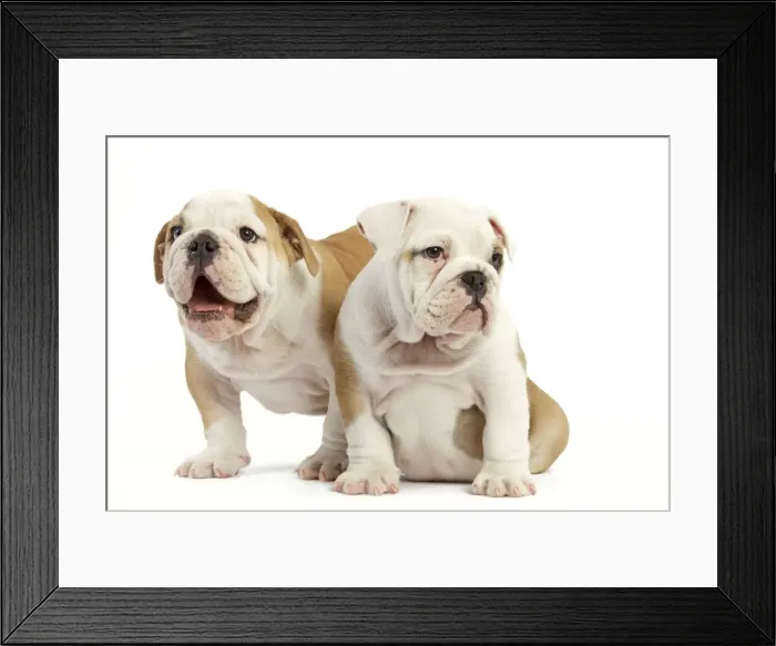 Framed Print : English Bulldog - two puppies Framed Print : English Bulldog - two puppies