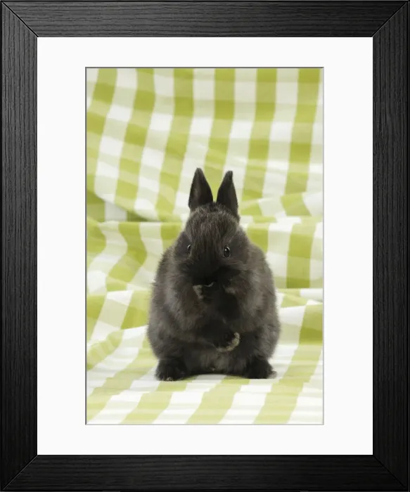 Framed Print : RABBIT. Rabbit with paw over mouth Framed Print : RABBIT. Rabbit with paw over mouth