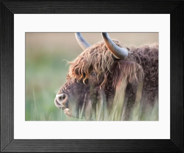 Framed Print : Highland Cattle - Norfolk grazing marsh - UK Framed Print : Highland Cattle - Norfolk grazing marsh - UK