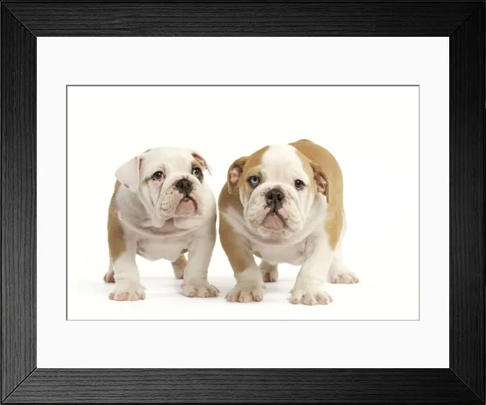 Framed Print : English Bulldog - two puppies Framed Print : English Bulldog - two puppies