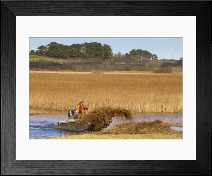 Framed Print : Reed Cutting - Marazion Marsh - Cornwall - UK Framed Print : Reed Cutting - Marazion Marsh - Cornwall - UK