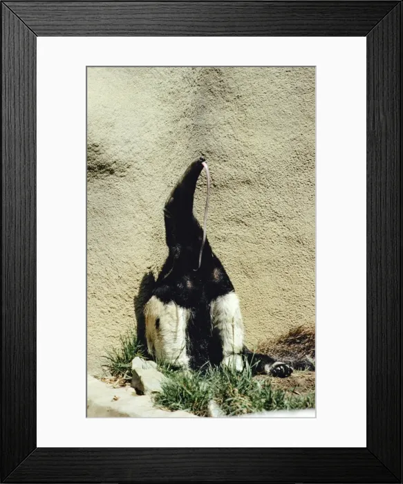 Framed Print : Giant Anteater - showing long tongue Framed Print : Giant Anteater - showing long tongue