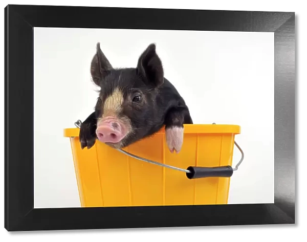 PIG. Berkshire piglet in bucket