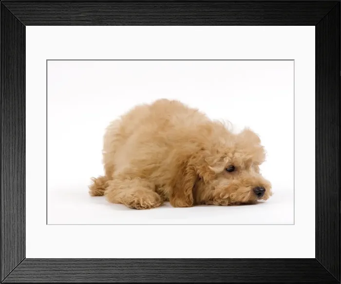 Framed Print : Dog - Apricot poodle puppy in studio Framed Print : Dog - Apricot poodle puppy in studio