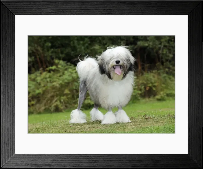Framed Print : DOG. Lowchen Framed Print : DOG. Lowchen
