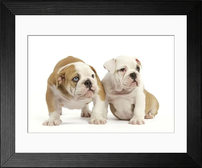 Framed Print : English Bulldog - two puppies Framed Print : English Bulldog - two puppies