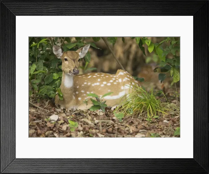 Framed Print : Spotted Deer / Chital - chewing their cud - Corbett National Park - India Framed Print : Spotted Deer / Chital - chewing their cud - Corbett National Park - India