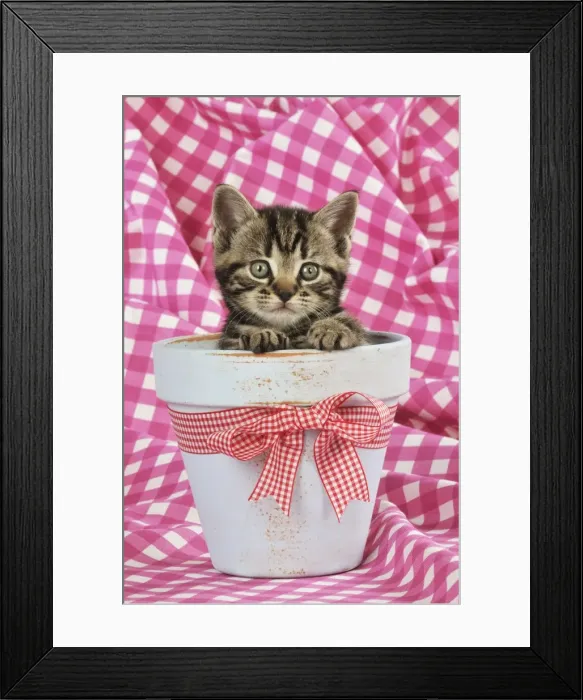 Framed Print : CAT. Kitten sitting in a plant pot Framed Print : CAT. Kitten sitting in a plant pot