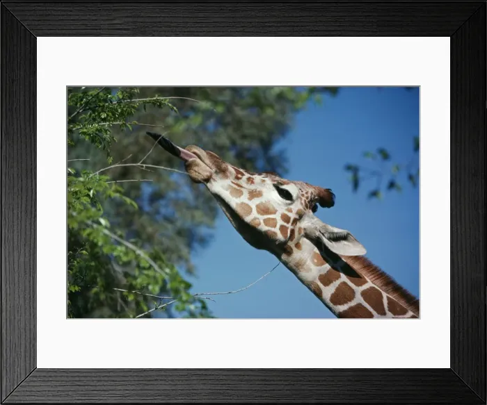 Framed Print : Reticulated Giraffe - with tougue extended feeding Framed Print : Reticulated Giraffe - with tougue extended feeding