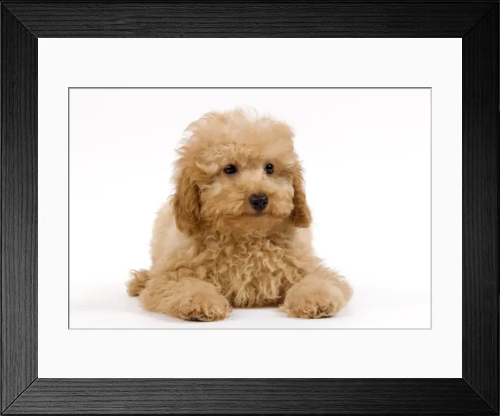Framed Print : Dog - Apricot poodle puppy in studio Framed Print : Dog - Apricot poodle puppy in studio