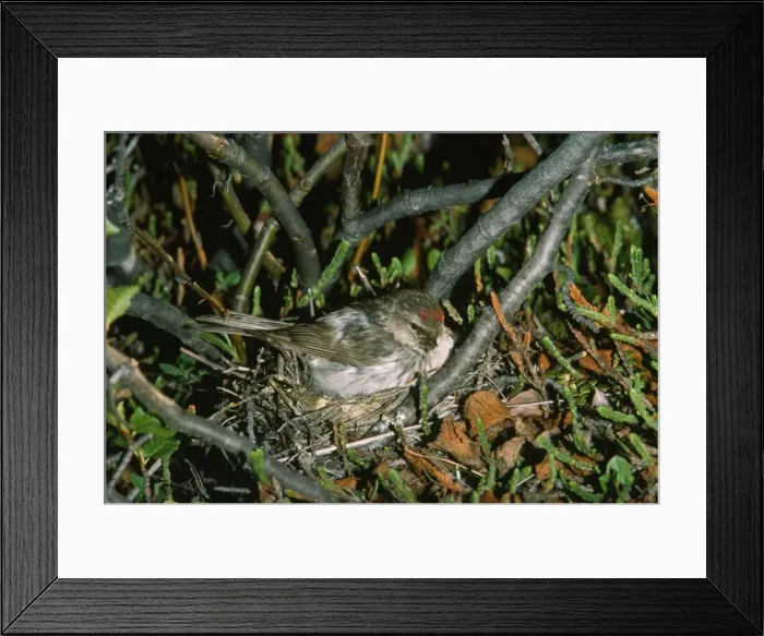 Framed Print : Arctic / Hoary Redpoll - female at nest Framed Print : Arctic / Hoary Redpoll - female at nest