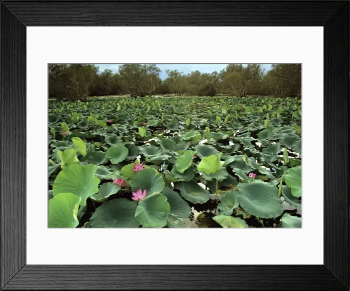 Framed Print : Paperbark swamp with Lotus lilies (Nelumbo nucifera) Yellow Water, Kakadu National Park, Northern Territory, Australia JPF50986 Framed Print : Paperbark swamp with Lotus lilies (Nelumbo nucifera) Yellow Water, Kakadu National Park, Northern Territory, Australia JPF50986