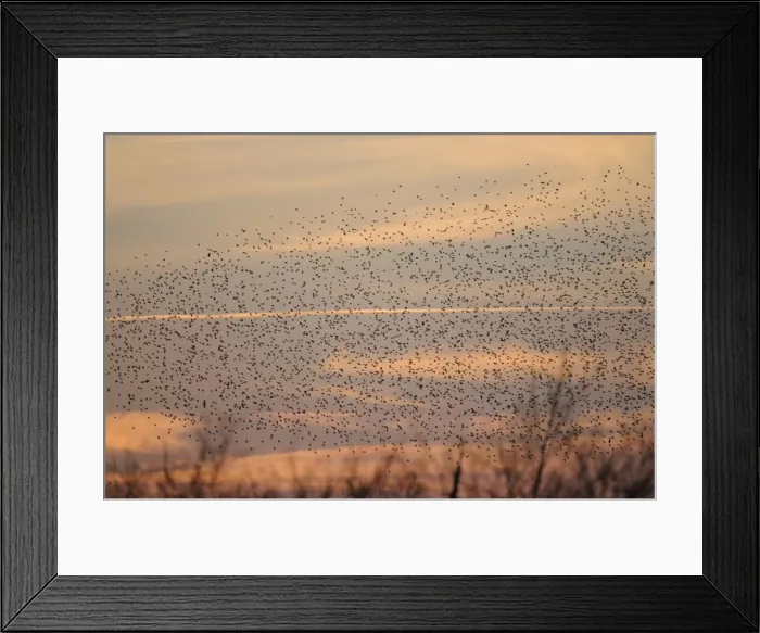 Framed Print : Starlings - flock in flight - Shapwick Heath - Westhay - Somerset Framed Print : Starlings - flock in flight - Shapwick Heath - Westhay - Somerset