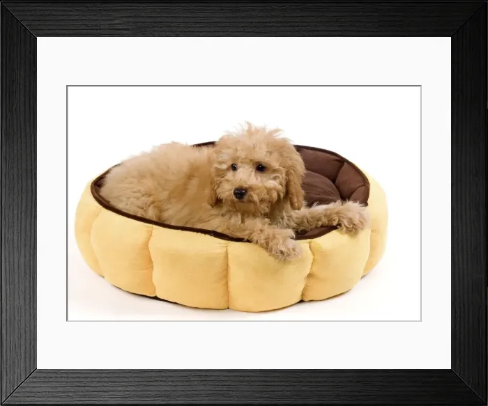 Framed Print : Dog - Apricot poodle puppy in studio in dog bed Framed Print : Dog - Apricot poodle puppy in studio in dog bed