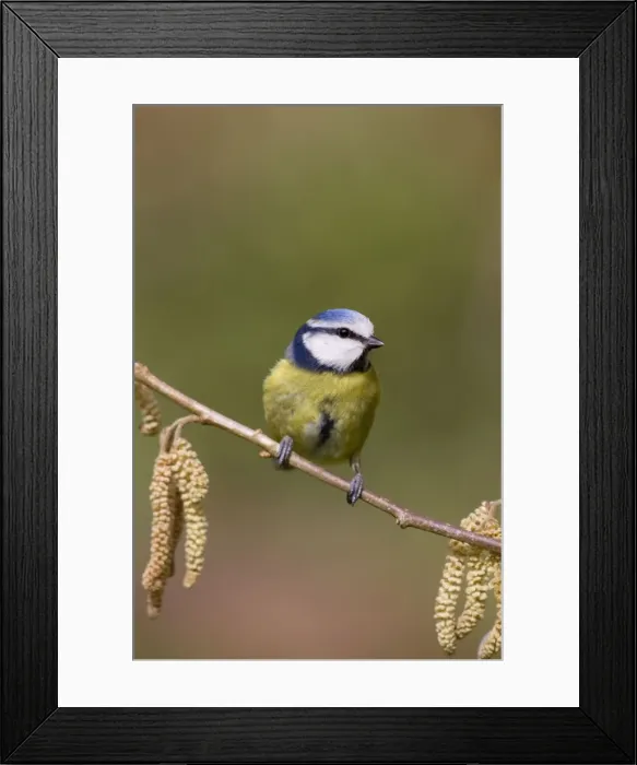 Framed Print : Blue Tit - on catkins - Cornwall - UK Framed Print : Blue Tit - on catkins - Cornwall - UK