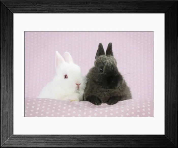 Framed Print : RABBIT. Albino rabbit sitting next to rabbit Framed Print : RABBIT. Albino rabbit sitting next to rabbit