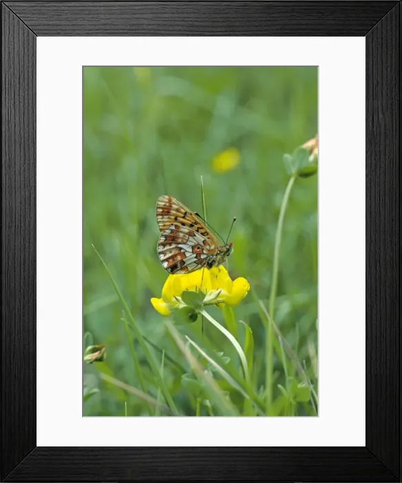 Framed Print : Pearl-Bordered Fritillary Framed Print : Pearl-Bordered Fritillary