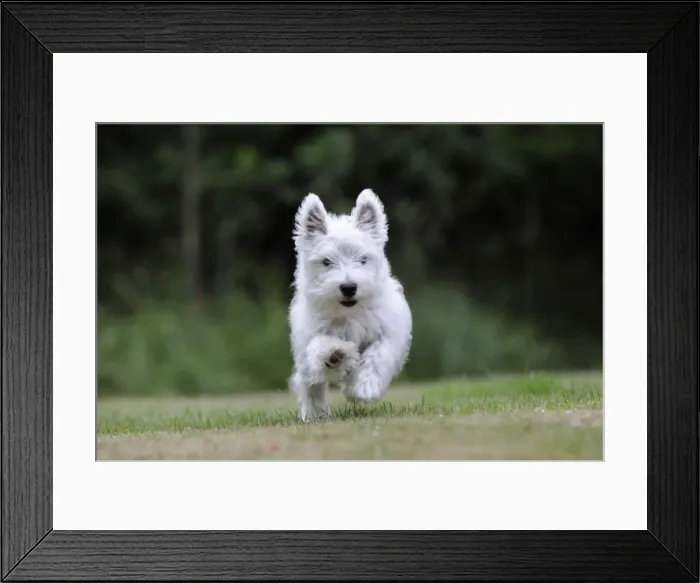 Framed Print : DOG. West highland white terrier puppy running through garden Framed Print : DOG. West highland white terrier puppy running through garden