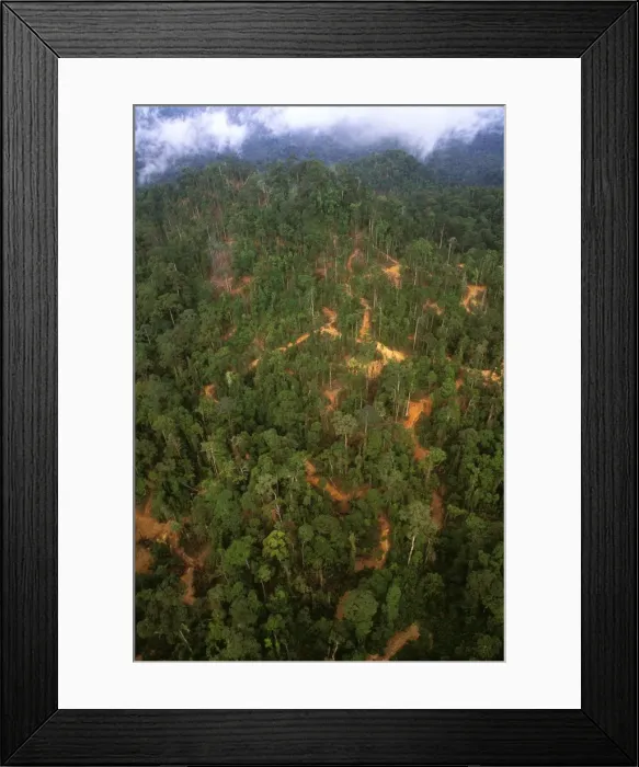 Framed Print : Lowland tropical rainforest traditionally logged access roads skid trails & log landings visible Sabah, Borneo, Malaysia JPF32963 Framed Print : Lowland tropical rainforest traditionally logged access roads skid trails & log landings visible Sabah, Borneo, Malaysia JPF32963