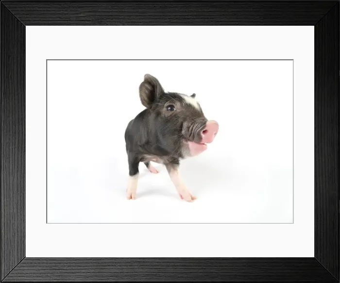 Framed Print : Pig. Berkshire piglet Framed Print : Pig. Berkshire piglet
