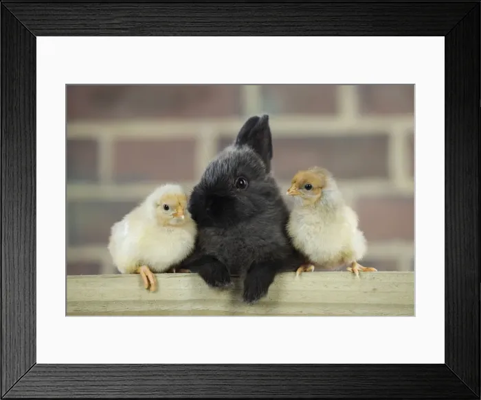 Framed Print : RABBIT. Rabbit sitting between two chicks Framed Print : RABBIT. Rabbit sitting between two chicks