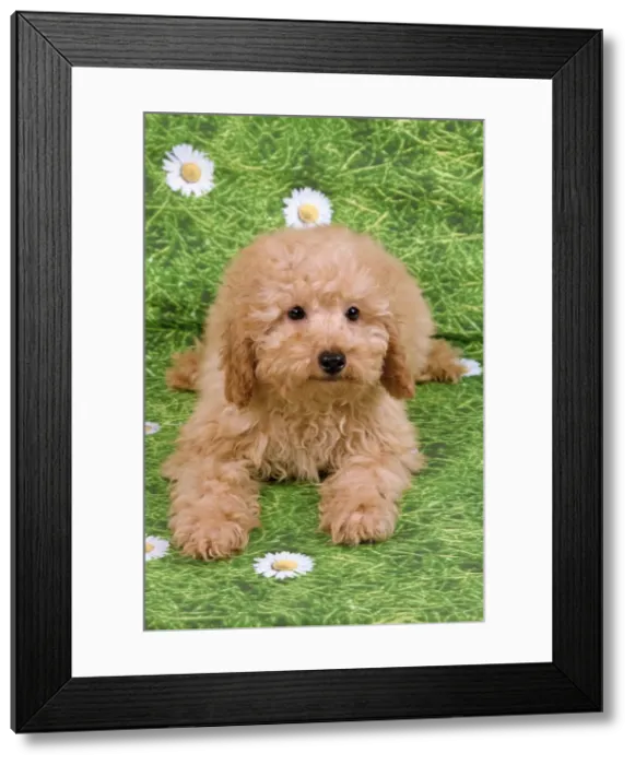 Framed Print : Dog - Apricot poodle puppy Framed Print : Dog - Apricot poodle puppy