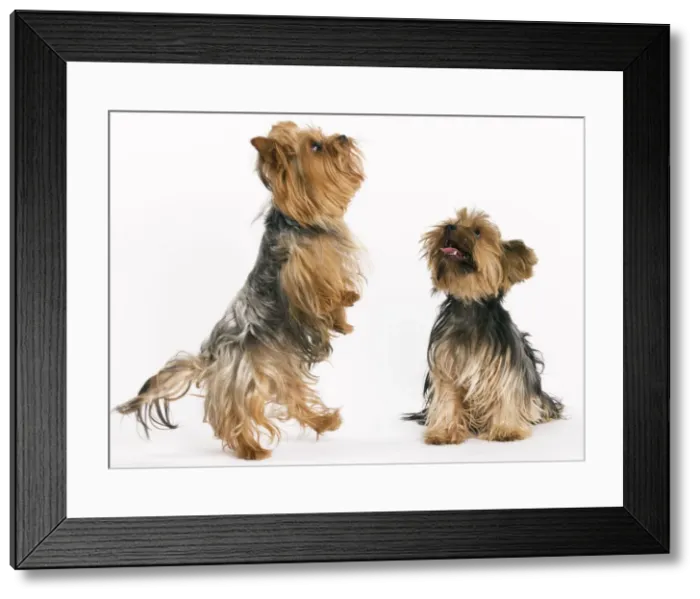 Framed Print : Yorkshire Terrier Dog Framed Print : Yorkshire Terrier Dog