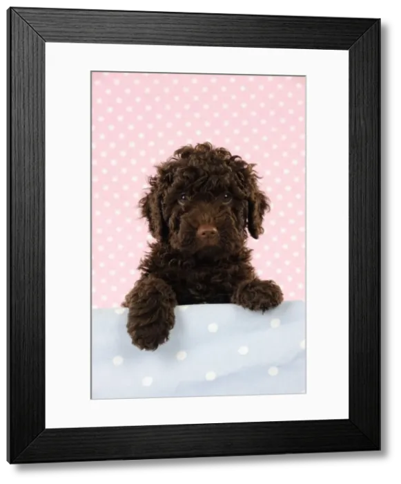 Framed Print : DOG. Spanish water dog puppy looking over shelf Framed Print : DOG. Spanish water dog puppy looking over shelf