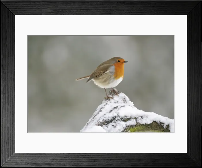 Framed Print : BIRD. Robin in snow Framed Print : BIRD. Robin in snow