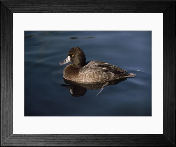 Framed Print : Lesser Scaup - female Framed Print : Lesser Scaup - female